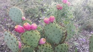 Prickly Pear Fruiting