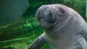 From CNN - http://www.cnn.com/2016/01/08/living/manatee-endangered-species-feat/
